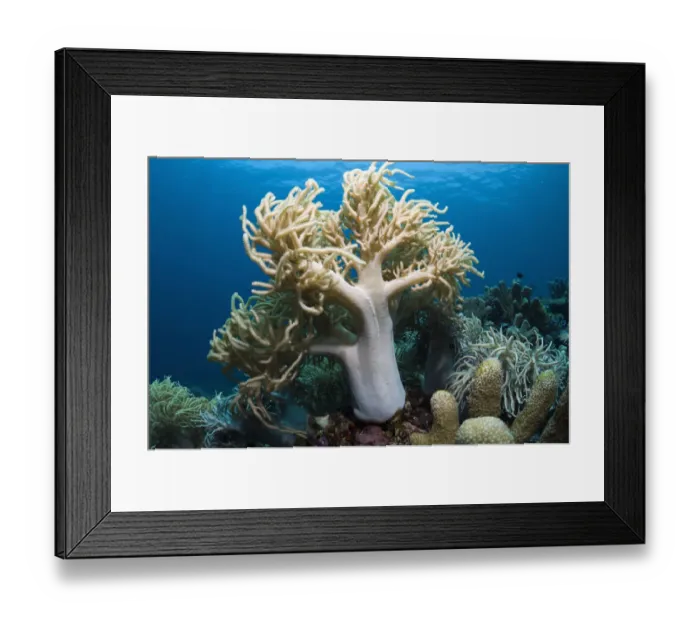 Framed Print : Leather Coral (Sinularia flexibilis). Komodo National Park, Indonesia Framed Print : Leather Coral (Sinularia flexibilis). Komodo National Park, Indonesia