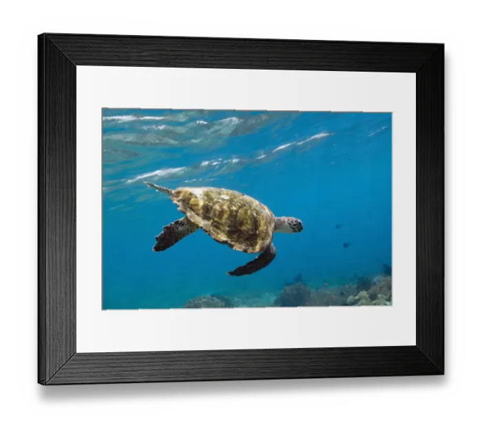 Framed Print : Hawksbill Turtle (Eretmochelys imbricata) swimming down after taking a breath. Rinca Framed Print : Hawksbill Turtle (Eretmochelys imbricata) swimming down after taking a breath. Rinca