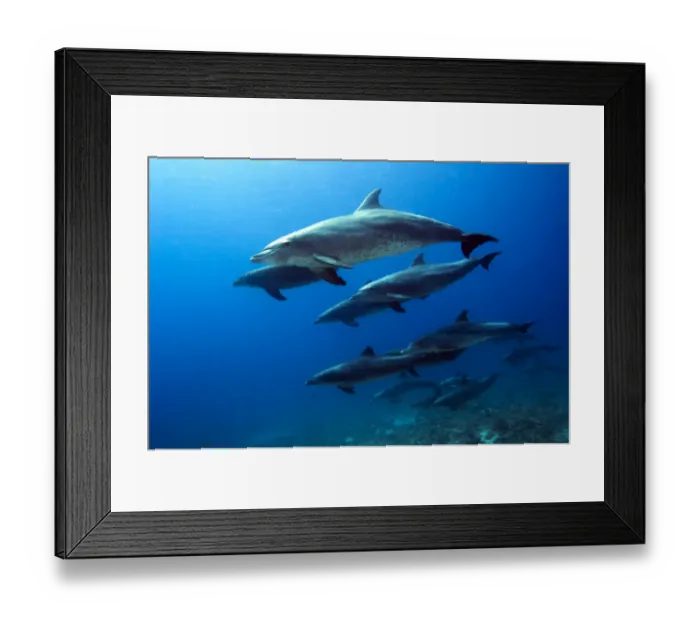 Framed Print : Pod of Bottlenose Dolphins (Tursiops truncatus). Egypt, Red Sea Framed Print : Pod of Bottlenose Dolphins (Tursiops truncatus). Egypt, Red Sea