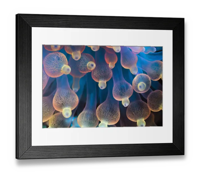 Framed Print : Bubble Tip Anemone (Entacmaea quadricolor). The tentacles are usually a dull brown Framed Print : Bubble Tip Anemone (Entacmaea quadricolor). The tentacles are usually a dull brown