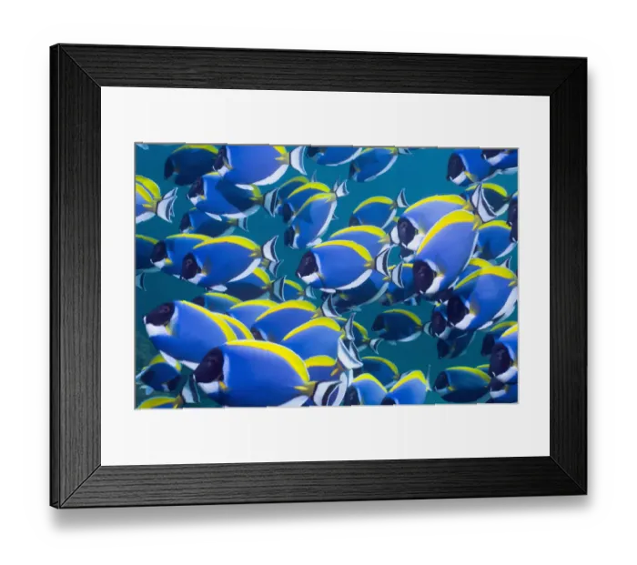 Framed Print : Powder blue surgeonfish (Acanthurus leucosternon), large school swimming, Andaman Sea Framed Print : Powder blue surgeonfish (Acanthurus leucosternon), large school swimming, Andaman Sea