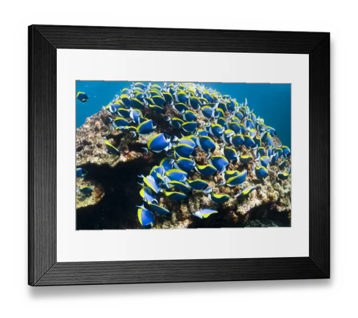Framed Print : Powder blue surgeonfish (Acanthurus leucosternon), large school feeding on algae on coral boulders Framed Print : Powder blue surgeonfish (Acanthurus leucosternon), large school feeding on algae on coral boulders