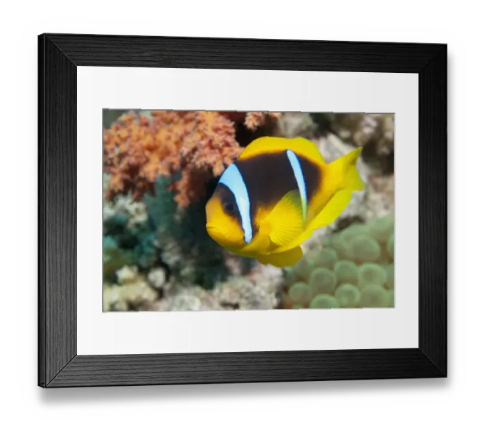 Framed Print : Red Sea anemonefish (Amphiprion bicinctus) in anemone. Egypt, Red Sea Framed Print : Red Sea anemonefish (Amphiprion bicinctus) in anemone. Egypt, Red Sea