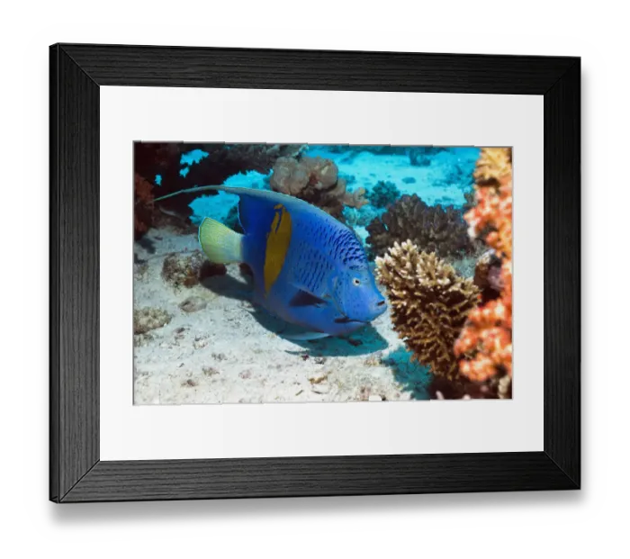 Framed Print : Yellowbar angelfish (Pomacanthus maculosus) Egypt, Red Sea Framed Print : Yellowbar angelfish (Pomacanthus maculosus) Egypt, Red Sea