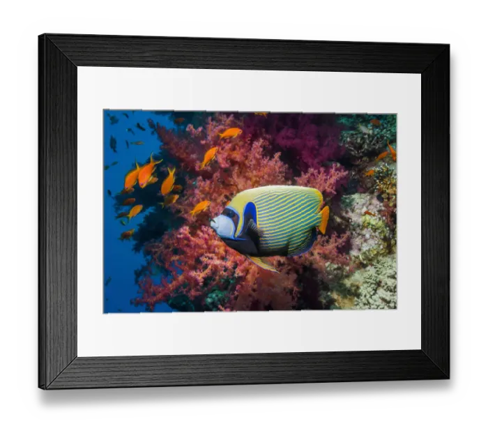 Framed Print : Emperor angelfish (Pomacanthus imperator) swimming past coral reef. Egypt, Red Sea Framed Print : Emperor angelfish (Pomacanthus imperator) swimming past coral reef. Egypt, Red Sea