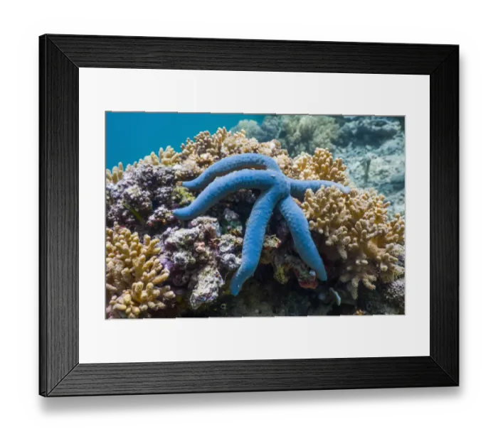 Framed Print : Blue starfish (Linckia laevigata) Malaysia Framed Print : Blue starfish (Linckia laevigata) Malaysia
