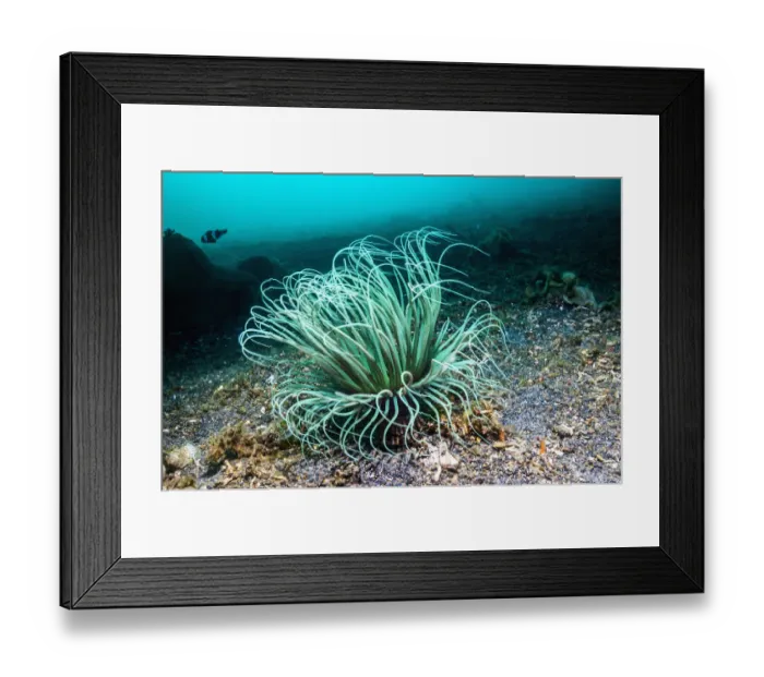 Framed Print : Tube anemone (Cerianthus sp) Lembeh, Sulawesi, Indonesia Framed Print : Tube anemone (Cerianthus sp) Lembeh, Sulawesi, Indonesia