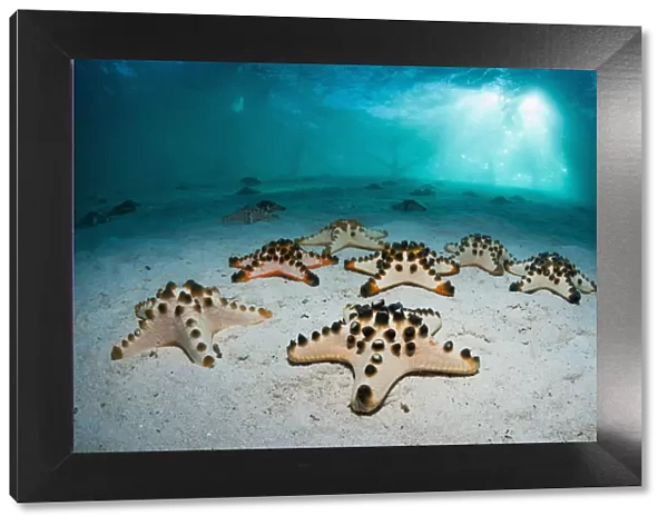 Chocolate chip sea star o (Protoreaster nodosus) on sandy bottom. Mabul, Malaysia