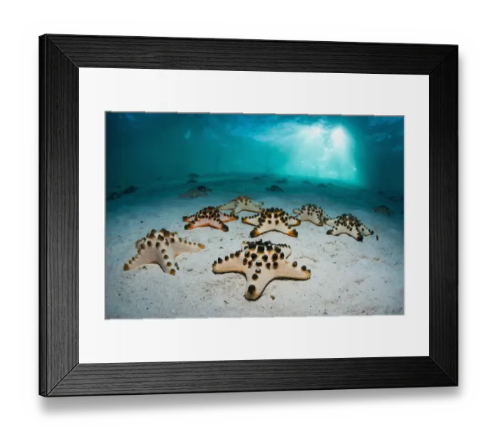 Framed Print : Chocolate chip sea star o (Protoreaster nodosus) on sandy bottom. Mabul, Malaysia Framed Print : Chocolate chip sea star o (Protoreaster nodosus) on sandy bottom. Mabul, Malaysia