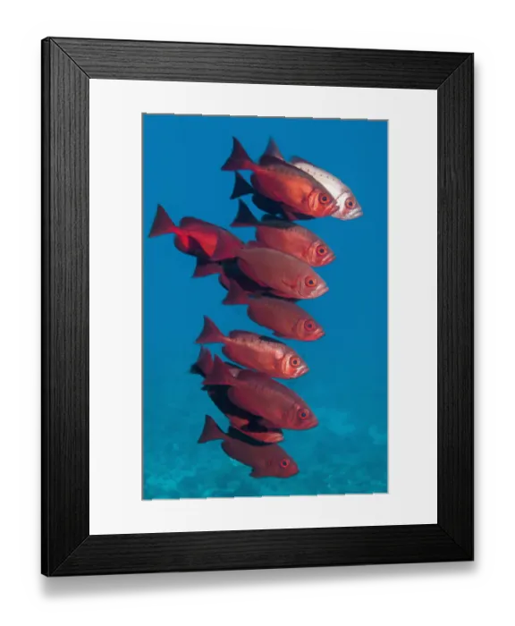 Framed Print : Big-eye fish (Priacanthus hamrur). Egypt, Red Sea Framed Print : Big-eye fish (Priacanthus hamrur). Egypt, Red Sea