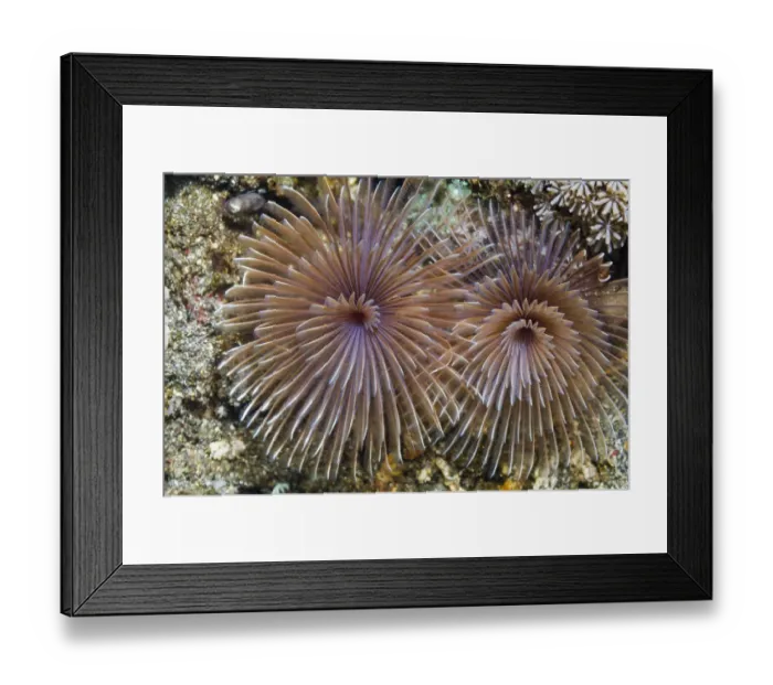 Framed Print : Feather duster worm (Sabellidae) Rinca, Indonesia Framed Print : Feather duster worm (Sabellidae) Rinca, Indonesia