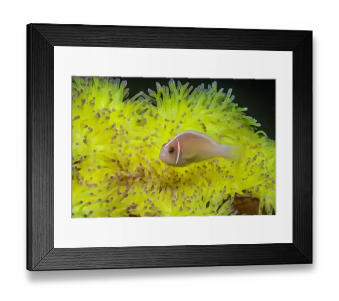 Framed Print : Pink anemonefish (Amphiprion perideraion) with host anemone (Heteractis magnifica) Framed Print : Pink anemonefish (Amphiprion perideraion) with host anemone (Heteractis magnifica)