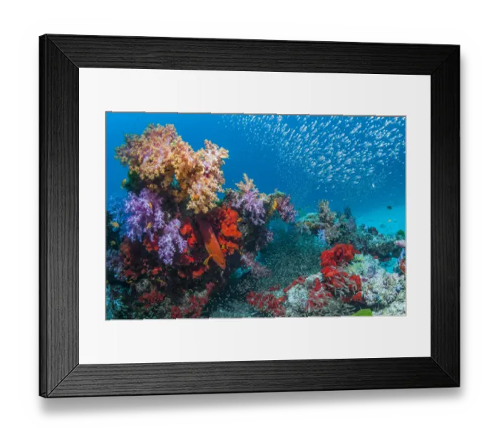 Framed Print : Coral reef with soft corals (Dendronephthya sp. ), encrusting sponges and Pygmy sweepers Framed Print : Coral reef with soft corals (Dendronephthya sp. ), encrusting sponges and Pygmy sweepers