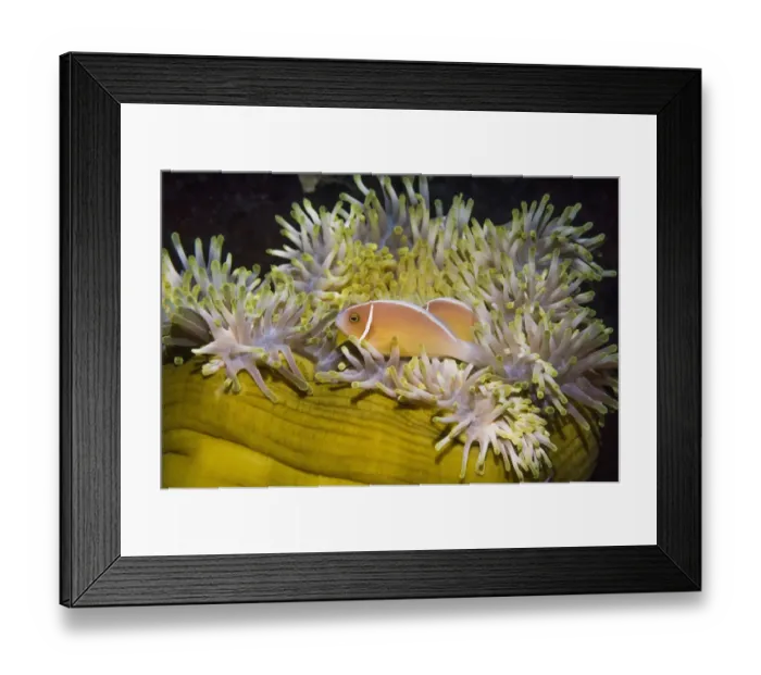Framed Print : RF - Pink anemonefish (Amphiprion perideraion) with host anemone (Heteractis magnifica) Framed Print : RF - Pink anemonefish (Amphiprion perideraion) with host anemone (Heteractis magnifica)