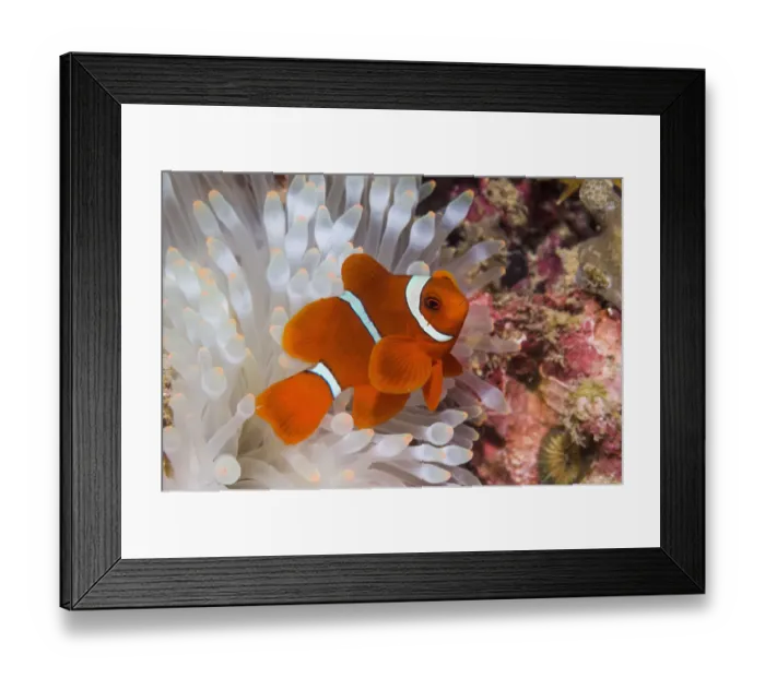 Framed Print : Spinecheek anemonefish (Premnas biaculeatus) male with bleached anemone, Bunaken National Park Framed Print : Spinecheek anemonefish (Premnas biaculeatus) male with bleached anemone, Bunaken National Park