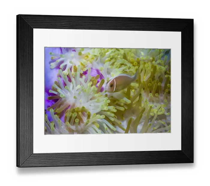 Framed Print : RF - Pink anemonefish (Amphiprion perideraion) with host anemone (Heteractis magnifica) Framed Print : RF - Pink anemonefish (Amphiprion perideraion) with host anemone (Heteractis magnifica)