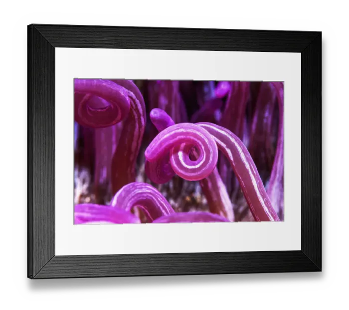 Framed Print : RF - Cork-screw anemone (Macrodactyla doreensis). Lembeh Strait, North Sulawesi, Indonesia Framed Print : RF - Cork-screw anemone (Macrodactyla doreensis). Lembeh Strait, North Sulawesi, Indonesia