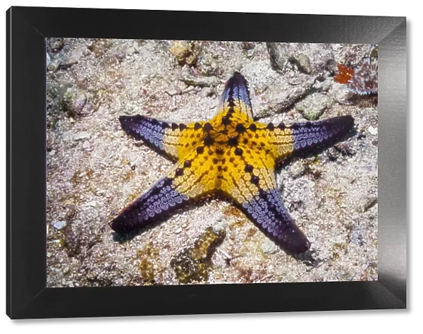 Honeycomb  /  Cushion starfish (Pentaceraster alveolatus) Malapascua Island, Philippines
