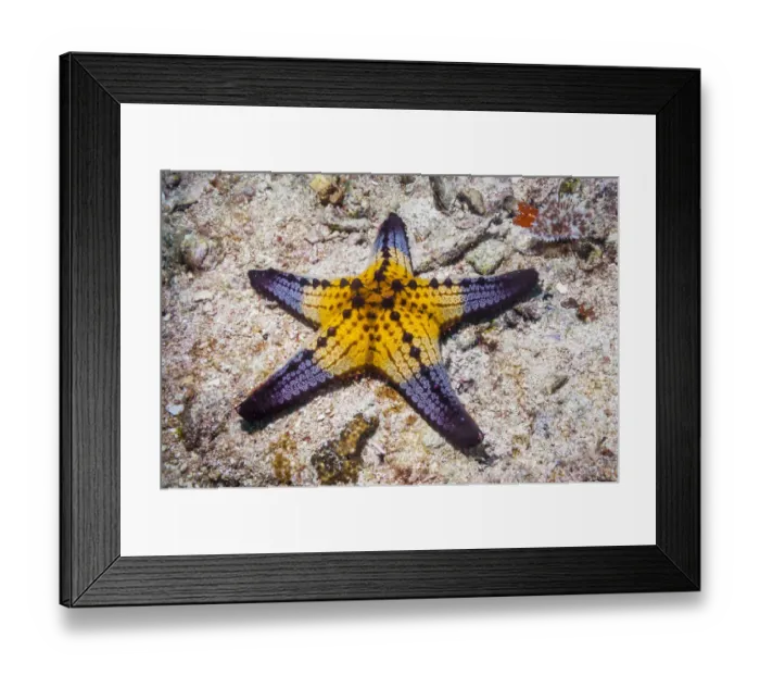 Framed Print : Honeycomb  /  Cushion starfish (Pentaceraster alveolatus) Malapascua Island, Philippines