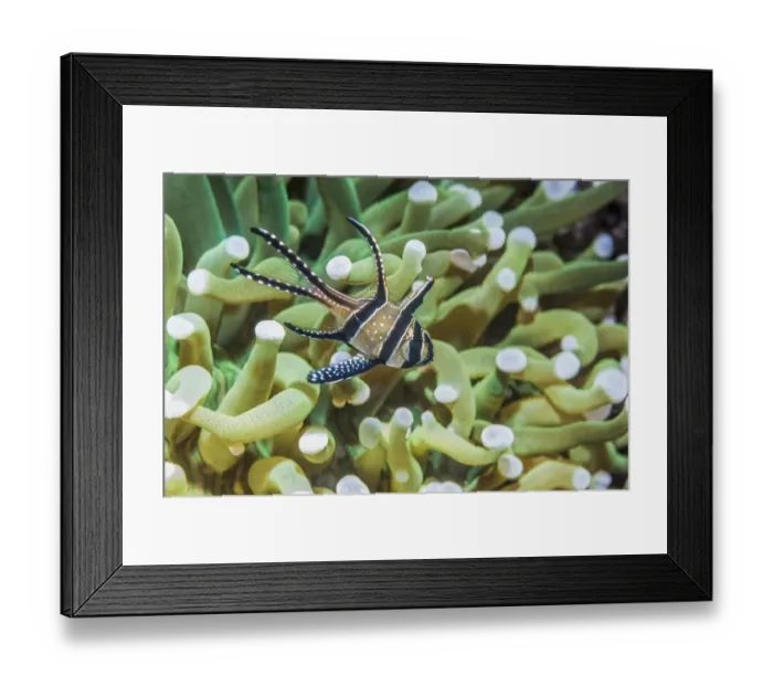 Framed Print : Banggai cardinalfish (Pterapogon kauderni) with a Mushroom coral in background. Lembeh Strait Framed Print : Banggai cardinalfish (Pterapogon kauderni) with a Mushroom coral in background. Lembeh Strait