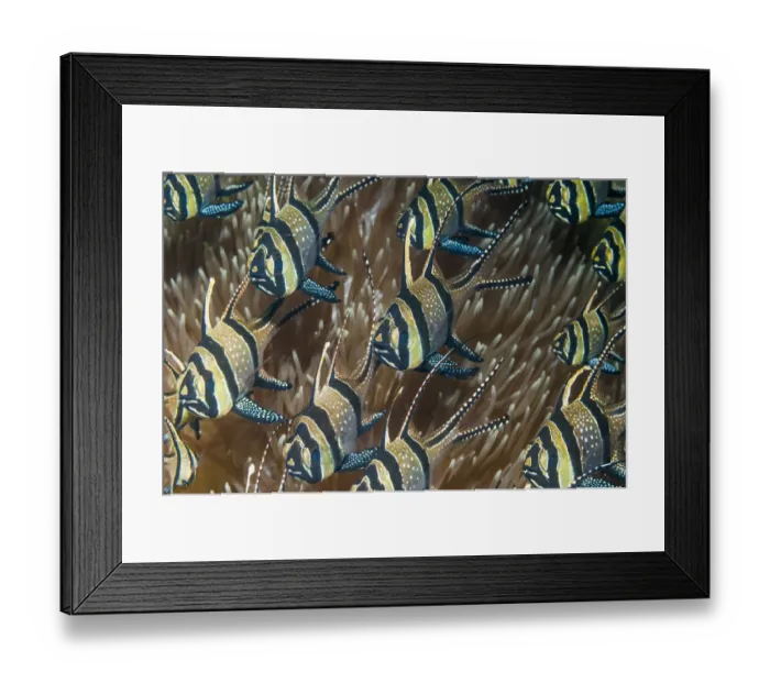 Framed Print : Banggai cardinalfish (Pterapogon kauderni). Lembeh Strait, North Sulawesi, Indonesia Framed Print : Banggai cardinalfish (Pterapogon kauderni). Lembeh Strait, North Sulawesi, Indonesia
