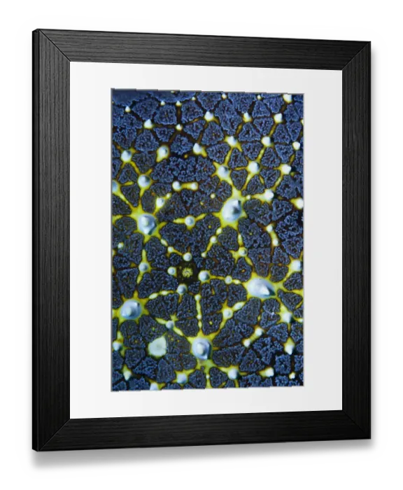 Framed Print : Honeycomb or Cushion starfish (Pentaceraster alveolatus) close up. Oreasteridae Framed Print : Honeycomb or Cushion starfish (Pentaceraster alveolatus) close up. Oreasteridae