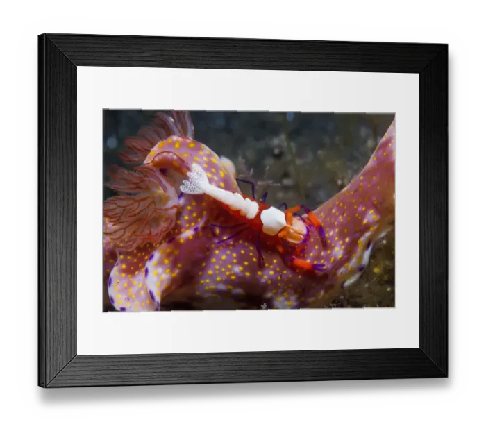Framed Print : Emperor shrimp (Periclemenes imperator) on a nudibranch (Ceratosoma sp. ) Lembeh Strait Framed Print : Emperor shrimp (Periclemenes imperator) on a nudibranch (Ceratosoma sp. ) Lembeh Strait