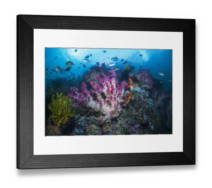 Framed Print : RF - Coral reef with Soft corals (Dendronephthya sp) and fish, West Papua, Indonesia Framed Print : RF - Coral reef with Soft corals (Dendronephthya sp) and fish, West Papua, Indonesia