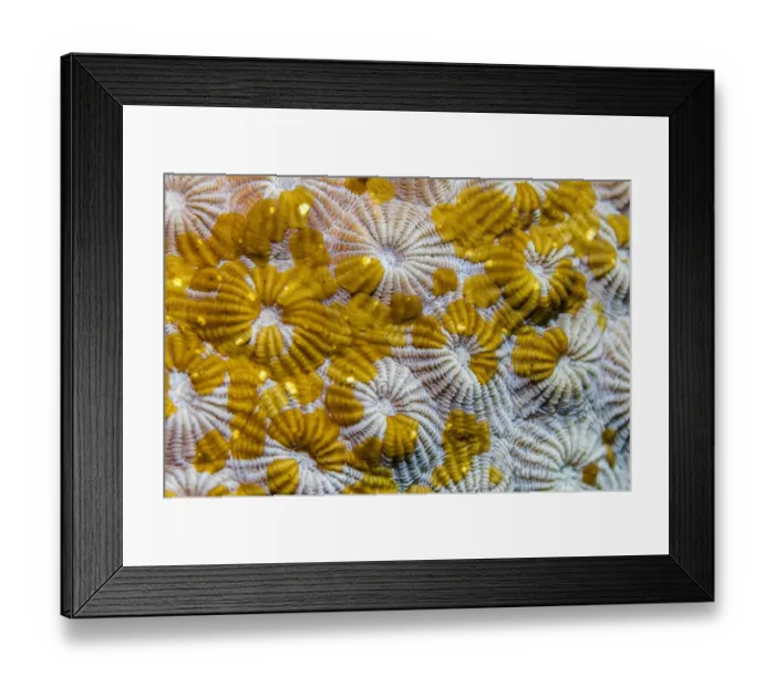 Framed Print : Acoel flatworms (Waminoa sp. ) on coral. Lembeh Strait, North Sulawesi, Indonesia Framed Print : Acoel flatworms (Waminoa sp. ) on coral. Lembeh Strait, North Sulawesi, Indonesia