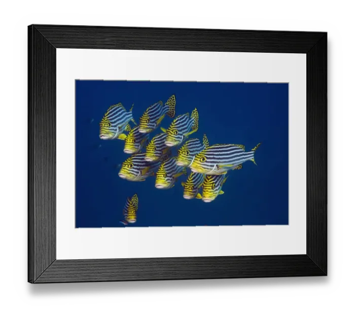 Framed Print : Oriental sweetlips (Plectorhinchus vittatus), Maldives, Indian Ocean Framed Print : Oriental sweetlips (Plectorhinchus vittatus), Maldives, Indian Ocean