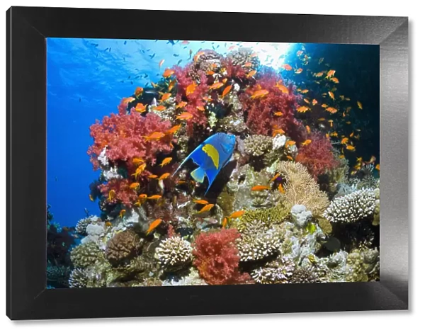 Yellowbar angelfish (Pomacanthus maculosus) swimming over coral reef with soft corals