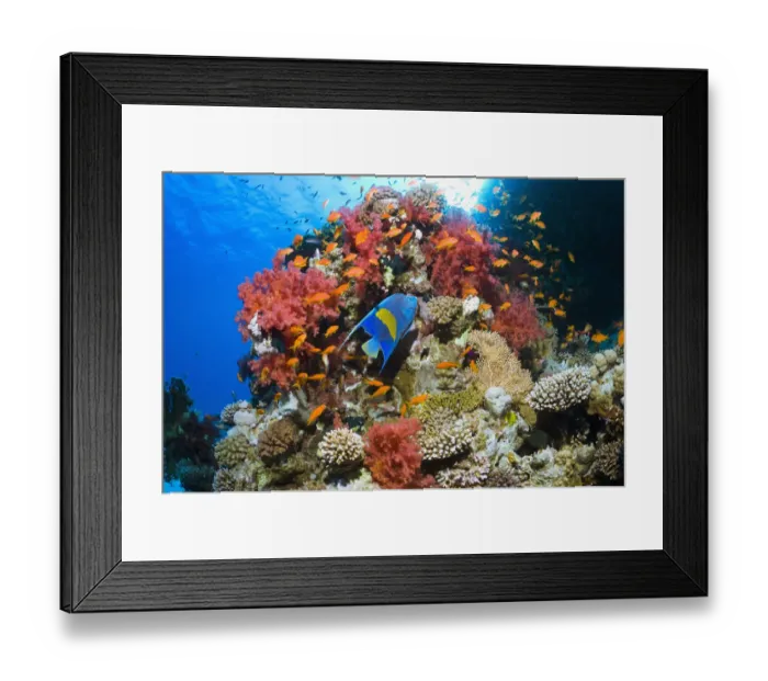 Framed Print : Yellowbar angelfish (Pomacanthus maculosus) swimming over coral reef with soft corals Framed Print : Yellowbar angelfish (Pomacanthus maculosus) swimming over coral reef with soft corals