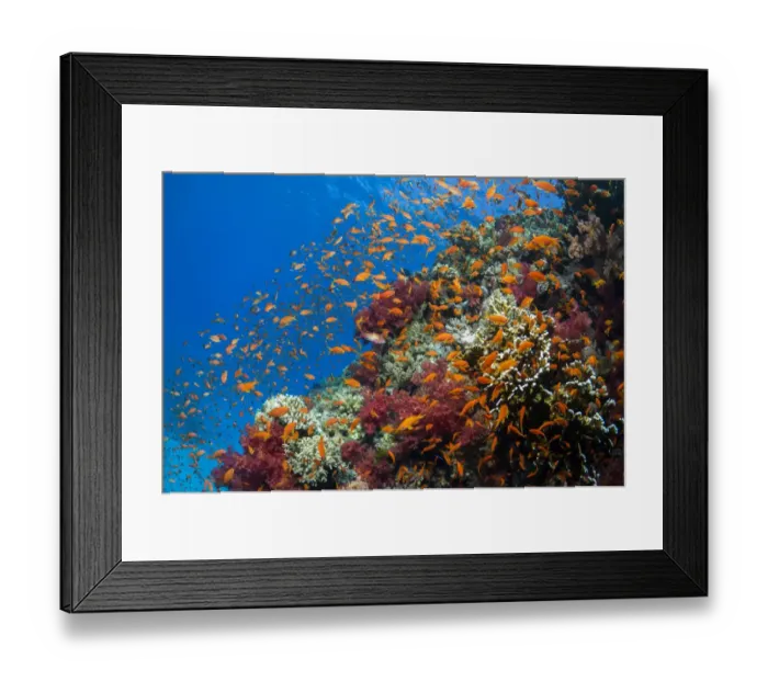 Framed Print : Lyretail anthias / Goldies (Pseudanthias squamipinnis) on reef top. Egypt, Red Sea Framed Print : Lyretail anthias / Goldies (Pseudanthias squamipinnis) on reef top. Egypt, Red Sea