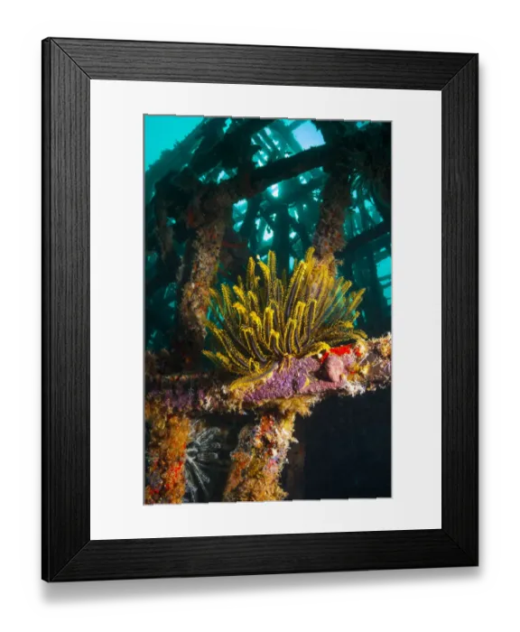 Framed Print : Crinoid (Crinoidea) on artificial reef. Mabul, Malaysia Framed Print : Crinoid (Crinoidea) on artificial reef. Mabul, Malaysia