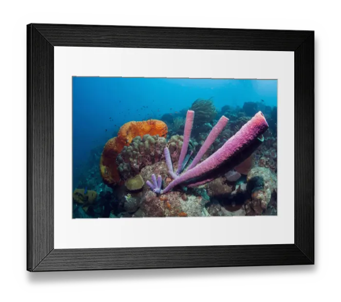 Framed Print : Stove-pipe sponge (Aplysina archeri) and Orange elephant ear sponge (Agelas clathrodes) Bonaire