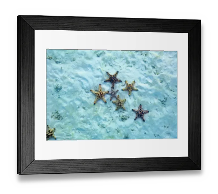 Framed Print : Horned sea star (Protoreaster nodosus ) on sea bed. Malaysia, Indo-Pacific Framed Print : Horned sea star (Protoreaster nodosus ) on sea bed. Malaysia, Indo-Pacific