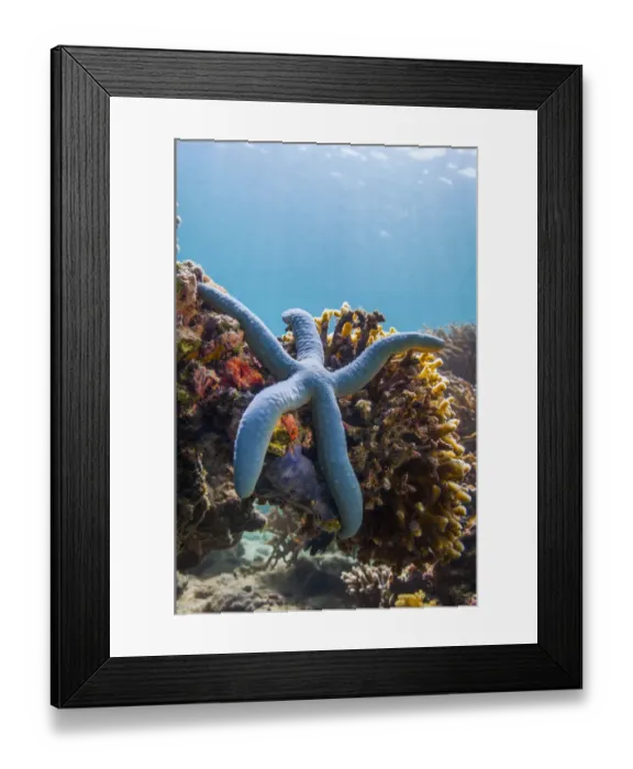 Framed Print : Blue starfish (Linckia laevigata) Malaysia Framed Print : Blue starfish (Linckia laevigata) Malaysia