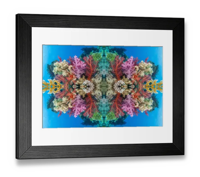Framed Print : Kaleidoscopic image of corals (Dendronephthya sp) Egypt, Red Sea Framed Print : Kaleidoscopic image of corals (Dendronephthya sp) Egypt, Red Sea