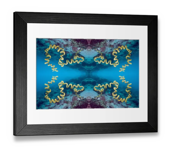 Framed Print : Seawhip (Cirrhipathes spiralis) Indonesia Framed Print : Seawhip (Cirrhipathes spiralis) Indonesia