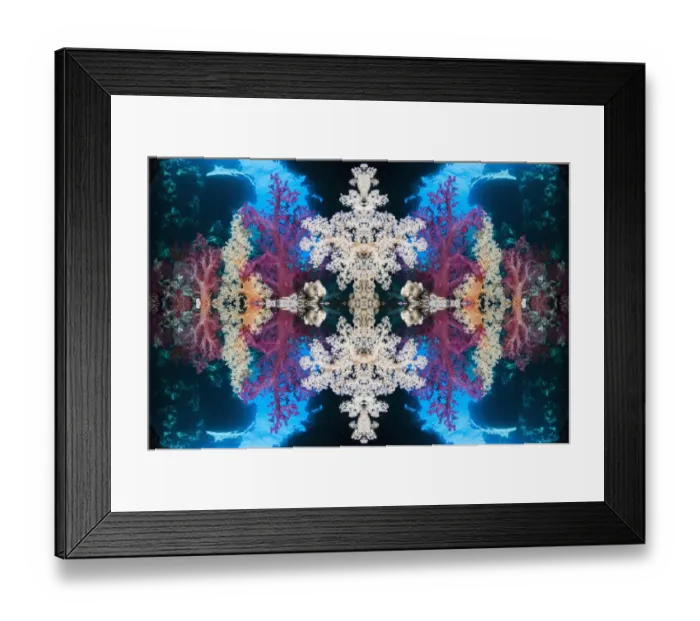 Framed Print : Kaleidoscopic image of soft corals (Dendronephthya sp). Egypt, Red Sea Framed Print : Kaleidoscopic image of soft corals (Dendronephthya sp). Egypt, Red Sea