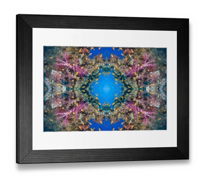 Framed Print : Kaleidoscopic image of soft coral (Dendronephthya sp Framed Print : Kaleidoscopic image of soft coral (Dendronephthya sp
