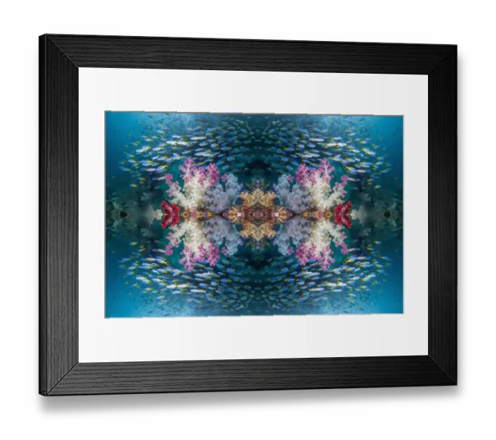 Framed Print : Kaleidoscopic image of coral reef with soft corals (Dendropnethya) shoal of Yellow back fusilliers Framed Print : Kaleidoscopic image of coral reef with soft corals (Dendropnethya) shoal of Yellow back fusilliers