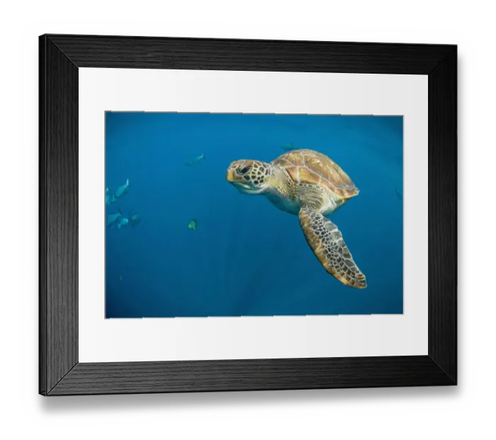 Framed Print : Green turtle (Chelonia mydas] swimming in open ocean, Andaman Sea, Thailand. April