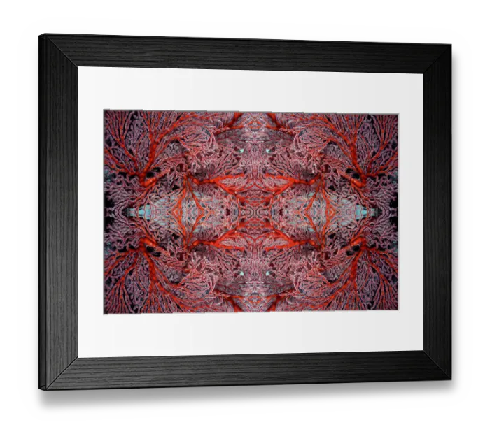 Framed Print : Kaleidoscopic image of gorgonian coral. Misool, Raja Ampat, West Papua, Indonesia Framed Print : Kaleidoscopic image of gorgonian coral. Misool, Raja Ampat, West Papua, Indonesia
