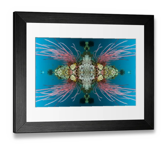 Framed Print : Kaleidoscopic image of coral reef with Red sea whips (Ellisella ceratophyta). Misool Framed Print : Kaleidoscopic image of coral reef with Red sea whips (Ellisella ceratophyta). Misool