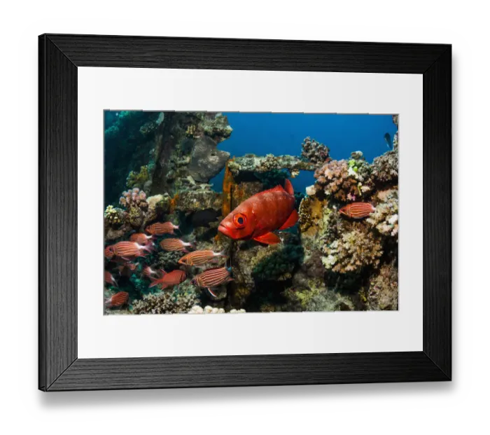 Framed Print : Big-eye or Goggle-eye (Priacanthus hamrur) and Crown squirrelfish (Sargocentron diadema) Framed Print : Big-eye or Goggle-eye (Priacanthus hamrur) and Crown squirrelfish (Sargocentron diadema)