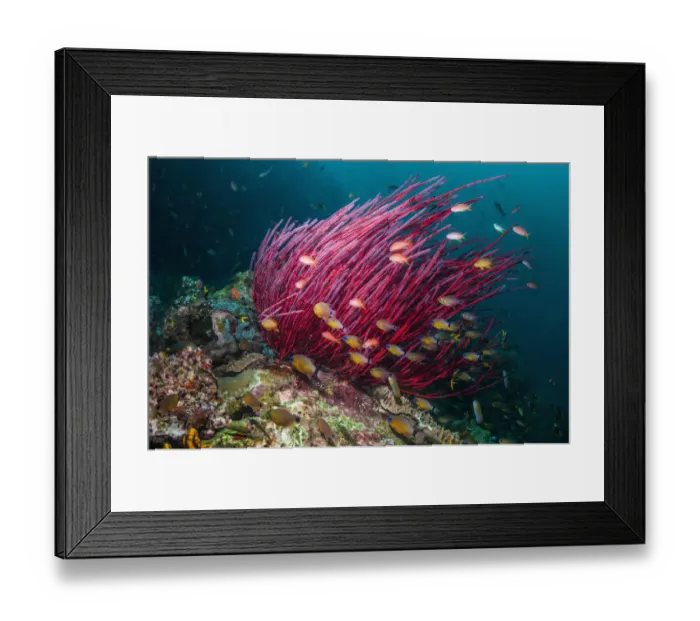 Framed Print : Gorgonian / Sea whip coral (Ellisella ceratophyta) with Ring tailed cardinalfish Framed Print : Gorgonian / Sea whip coral (Ellisella ceratophyta) with Ring tailed cardinalfish