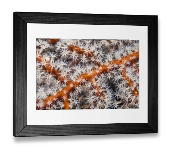 Framed Print : Polyps on gorgonian fan coral. West Papua, Indonesia Framed Print : Polyps on gorgonian fan coral. West Papua, Indonesia