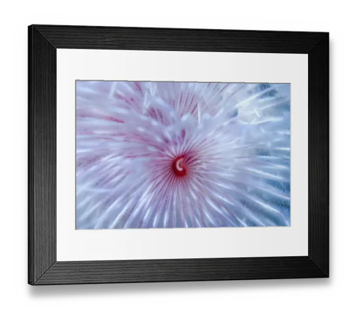 Framed Print : Magnificent feather duster worm (Protula magnifica) Puerto Galera, Philippines Framed Print : Magnificent feather duster worm (Protula magnifica) Puerto Galera, Philippines