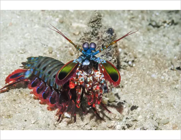 RF - Mantis shrimp (Odontodactylus scyllarus) on walk about on coral reef. Puerto Galera
